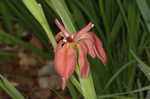 Copper iris